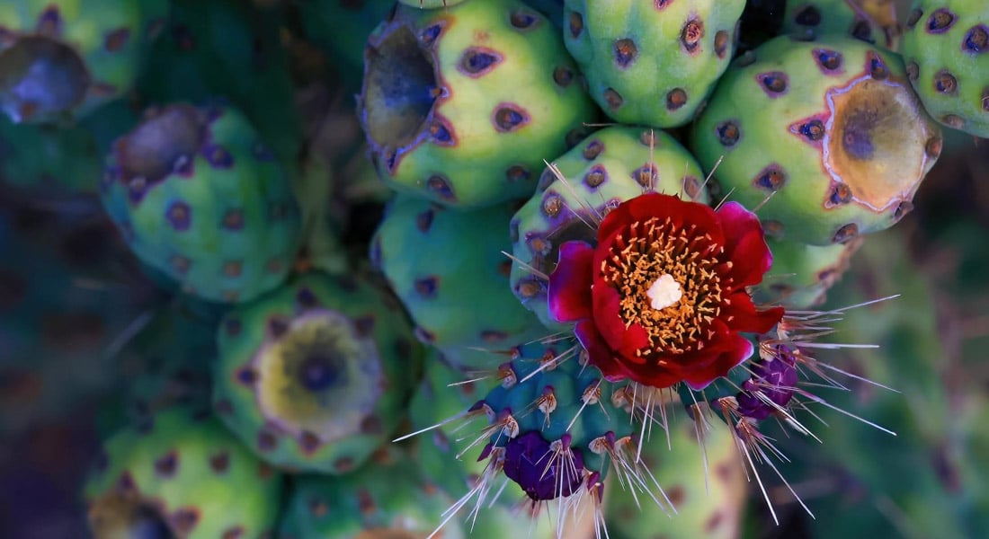 Infertility as Trauma